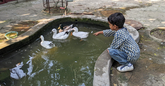 Toddler playing with ducks