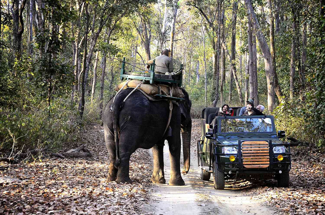 safari with kids